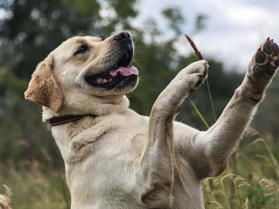 You and your Labrador Retriever may share same gene linked to obesity: Study
