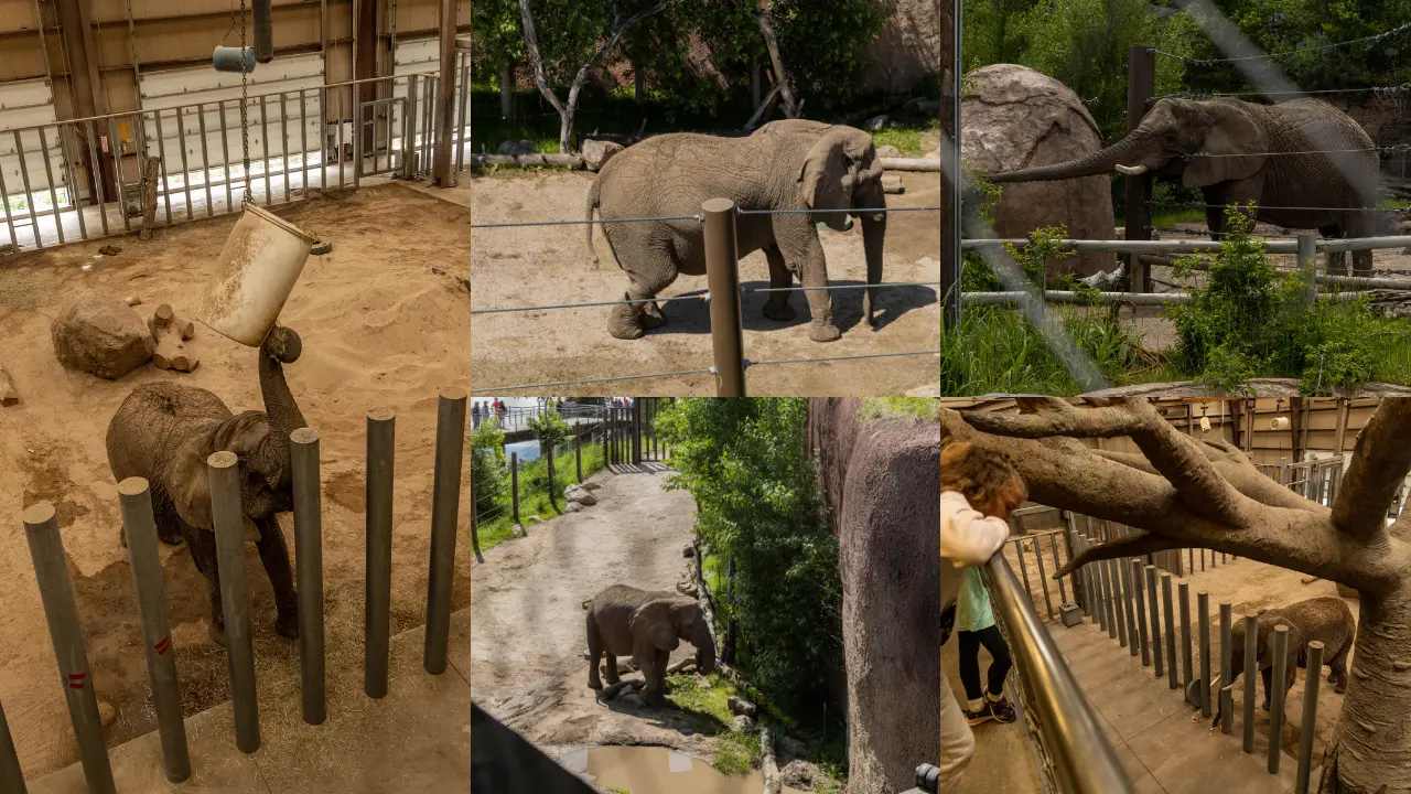 In a blow to animal rights, Colorado court refuses to free five elephants from lifetime of suffering In a blow to animal rights, Colorado court refuses to free five elephants from lifetime of suffering