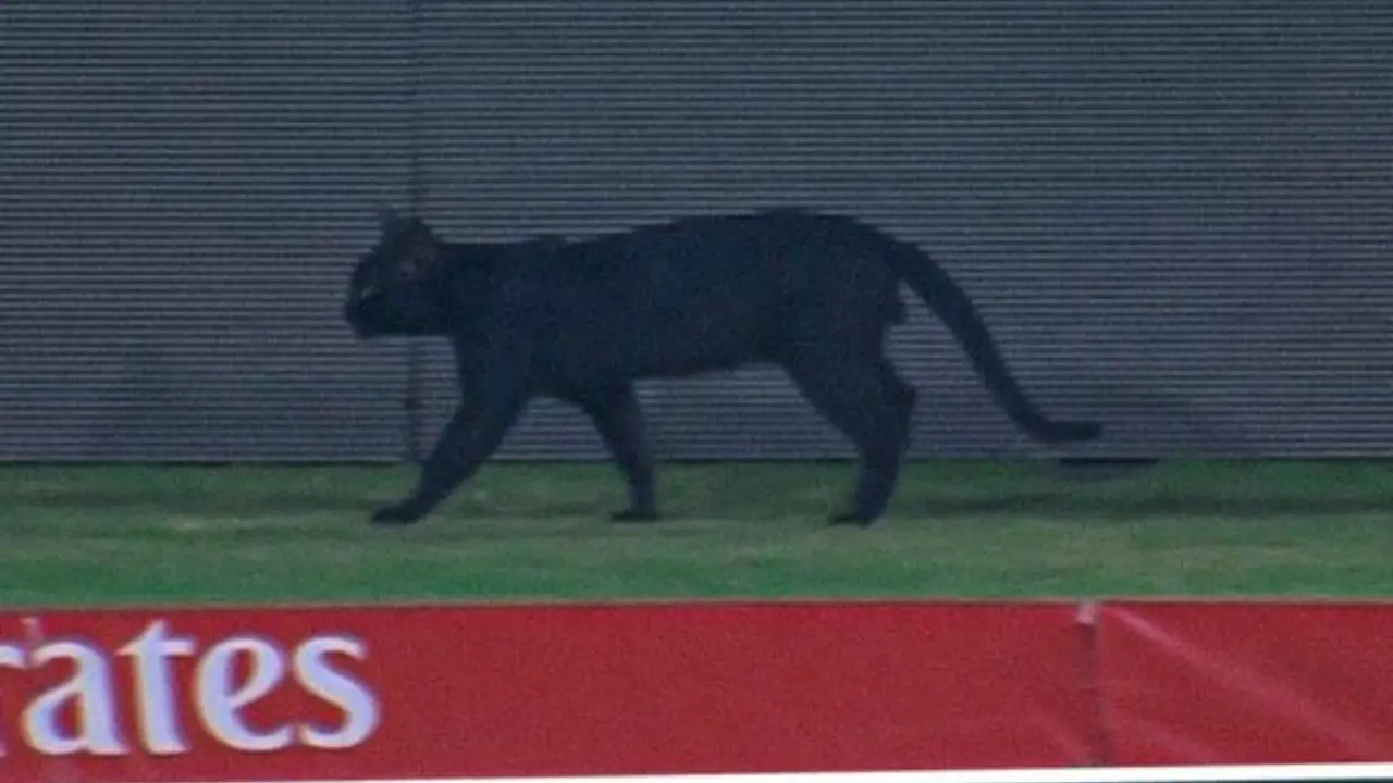 Champions Trophy 2025: Black cat stops play during Afghanistan vs South Africa contest
