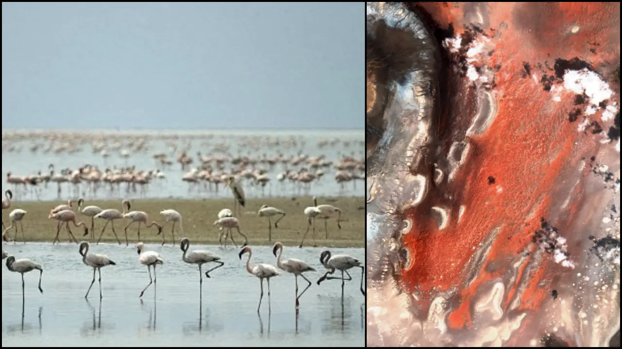 The deadly pink lake where animals and birds turn to stone. Or do they? The deadly pink lake where animals and birds turn to stone. Or do they?