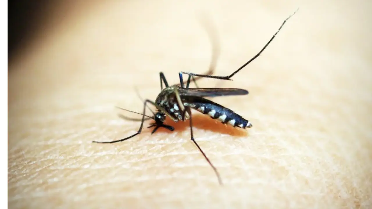 Genetically engineered mosquitoes with 'toxic' semen could curb spread of diseases: Researchers Genetically engineered mosquitoes with 'toxic' semen could curb spread of diseases: Researchers