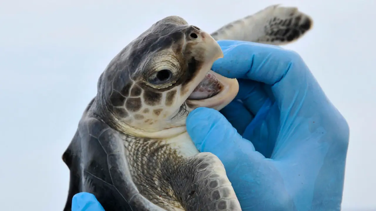 Trump's freeze on foreign aid finds an unexpected victim - Gulf of Mexico sea turtle Trump's freeze on foreign aid finds an unexpected victim - Gulf of Mexico sea turtle