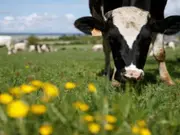 World's 'biggest' farm, larger than 49 countries, has only 11 employees