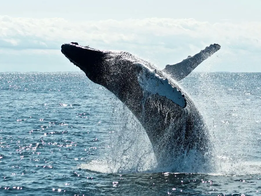 Scientists discover largest fish ever in the depths of Pacific Ocean