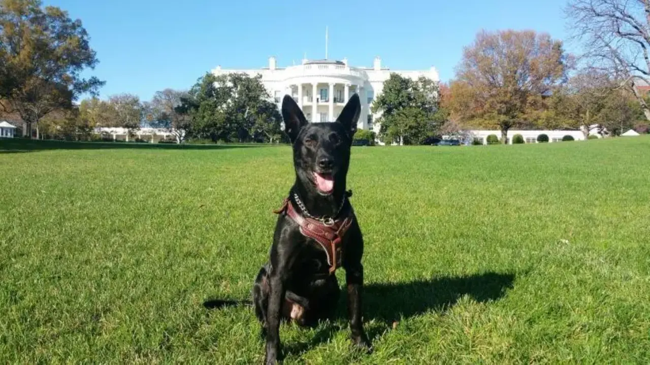 ‘Most decorated dog in US history’: White House hero Hurricane dies at 15 ‘Most decorated dog in US history’: White House hero Hurricane dies at 15