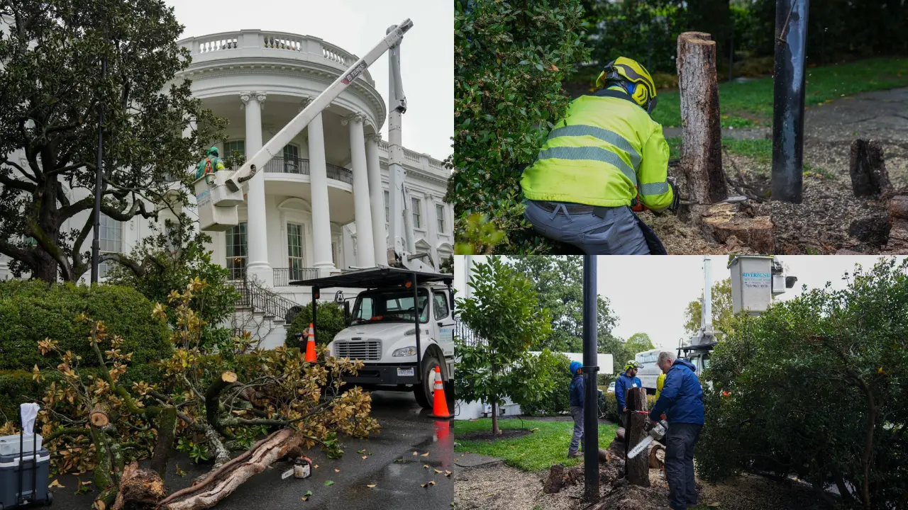 Trump orders removal of White House 'witness tree': 200-year-old magnolia, planted by Andrew Jackson, cut down Trump orders removal of White House 'witness tree': 200-year-old magnolia, planted by Andrew Jackson, cut down