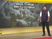 Brazil Bird Flu Case Linkage To Be Confirmed By Genetic Test