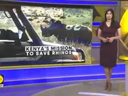 Kenya's mission to save rhinos from extinction, wildlife teams prepare for health checkups