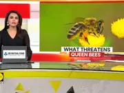 What threatens queen bees?