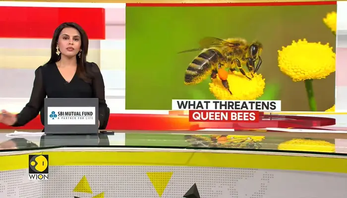What threatens queen bees?