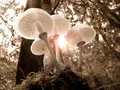 What is 'dangerous fungus' smuggled by Chinese nationals into US: All about head blight disease it causes