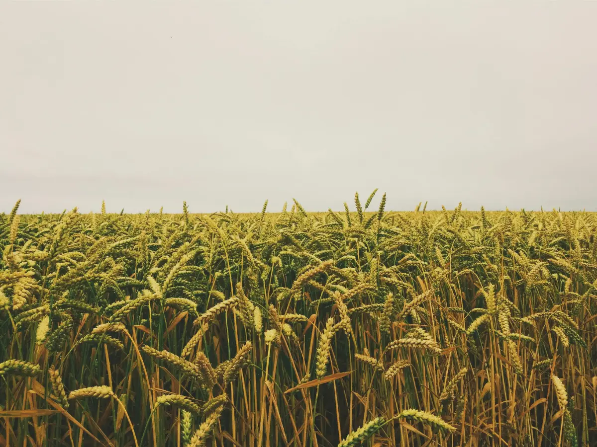 How does the fungus affect the crops?
