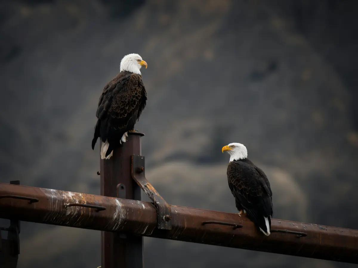 Hunter poisons over 20 hawks and eagles that were killing his game, gets away with only a day in jail