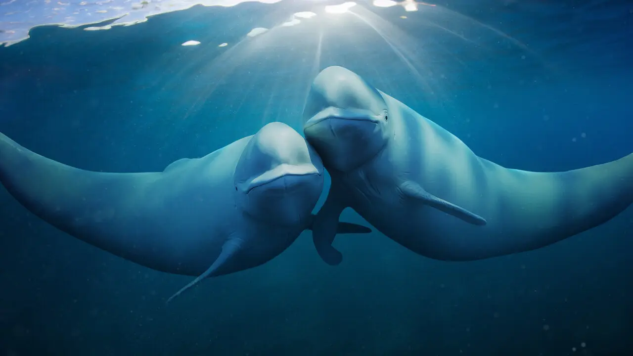‘Oceans are dying’: 6 deadly threats endangering marine life