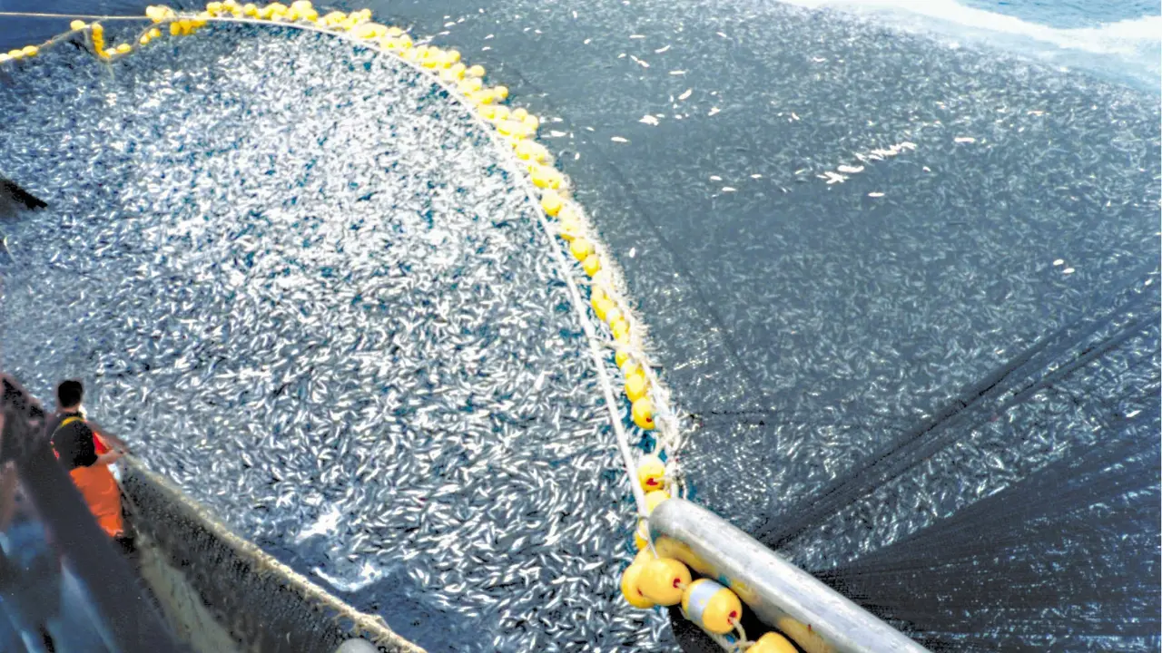 Overfishing