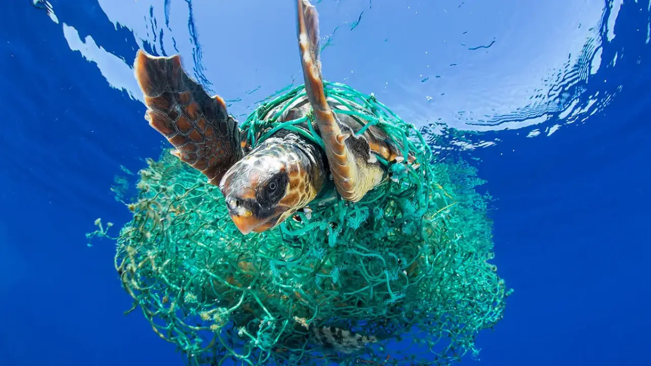 Plastic Pollution