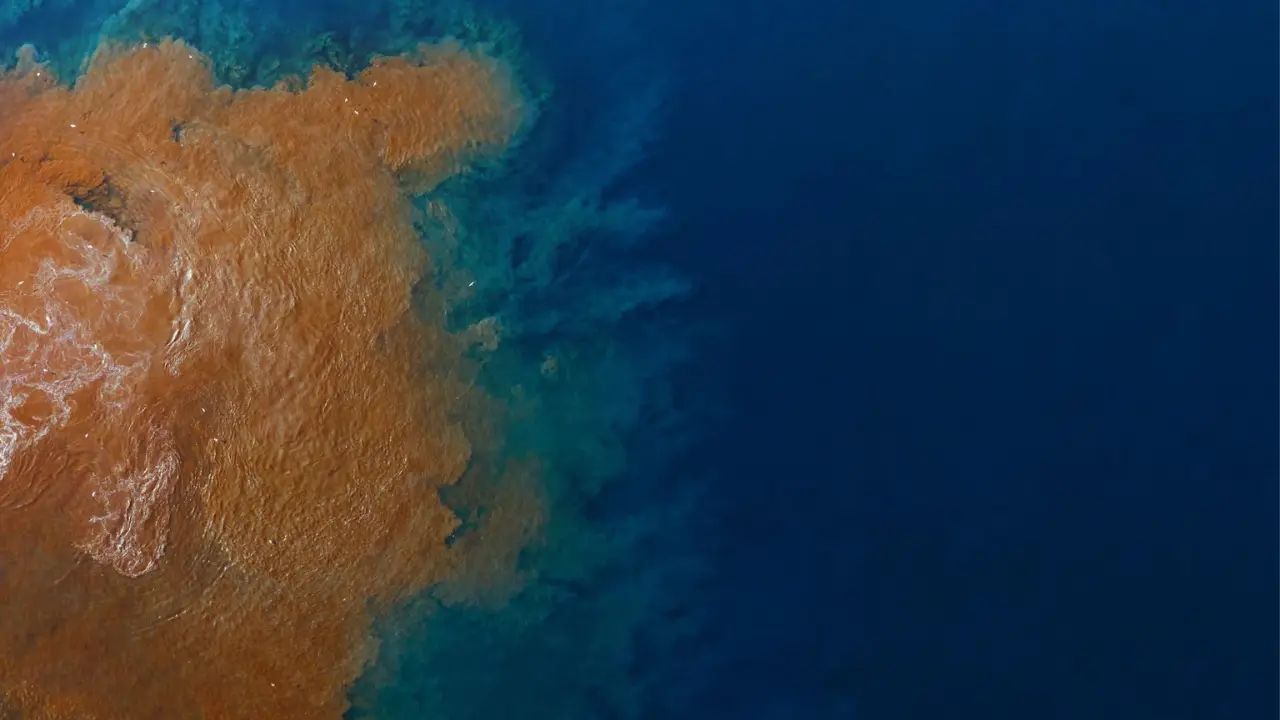 Oil Spills and Chemical Pollution