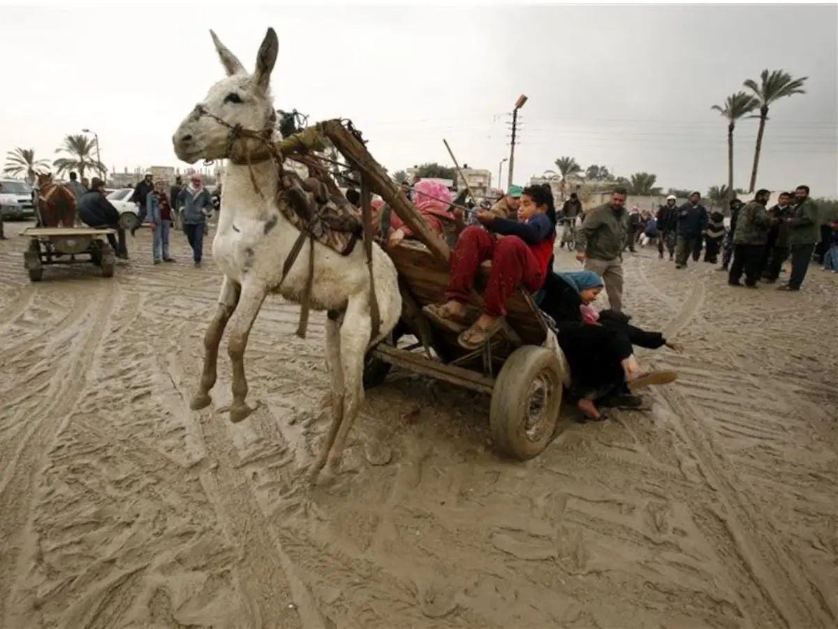 Rs 200k donkeys? Inside China’s lucrative ejiao trade draining Pakistan’s livelihoods