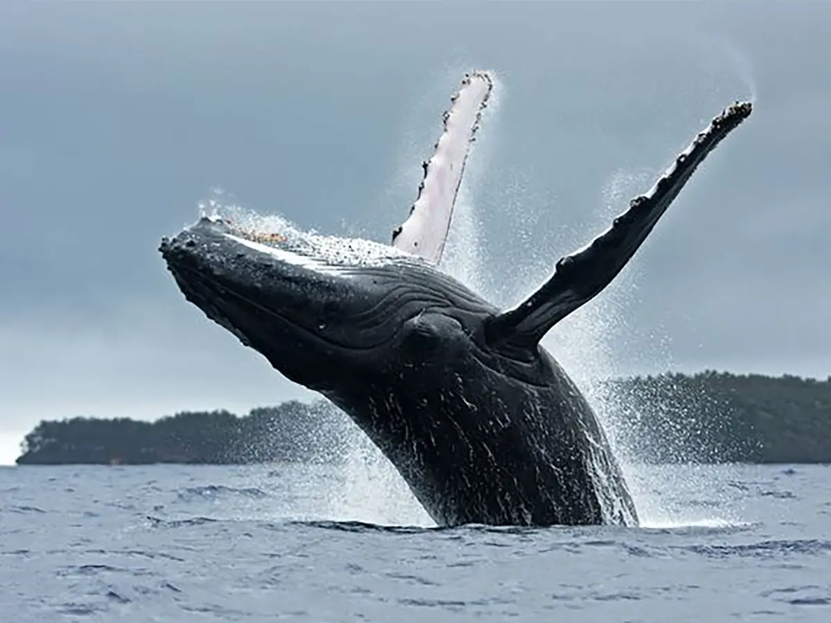 Humpback whales blow rings to talk to humans. Scientists think aliens could be doing the same