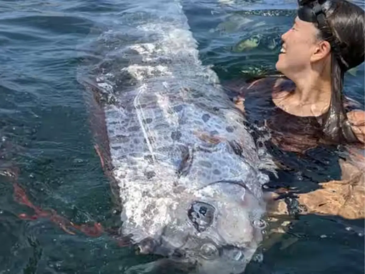 1. Doomsday fish in California - August 2024 - when an earthquake struck