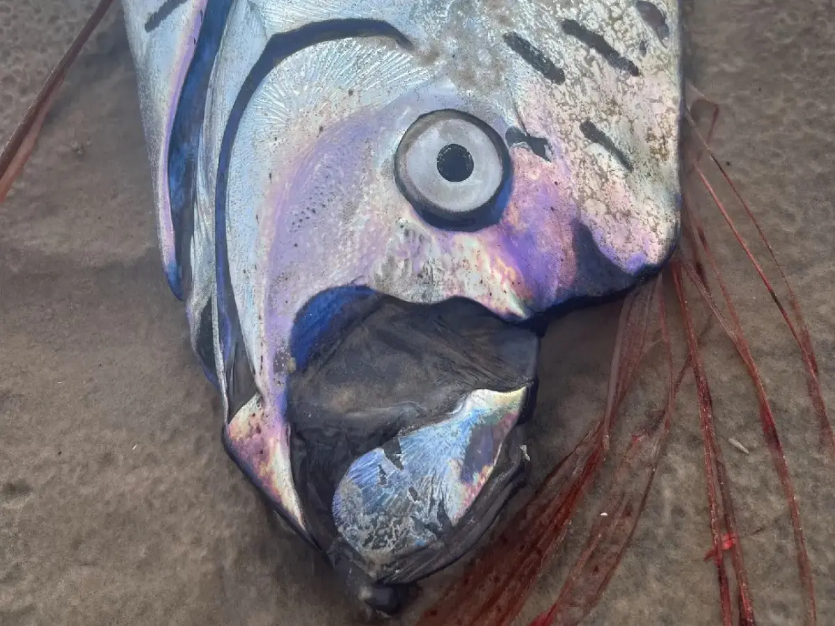 3. Doomsday fish in Australia - June 2025