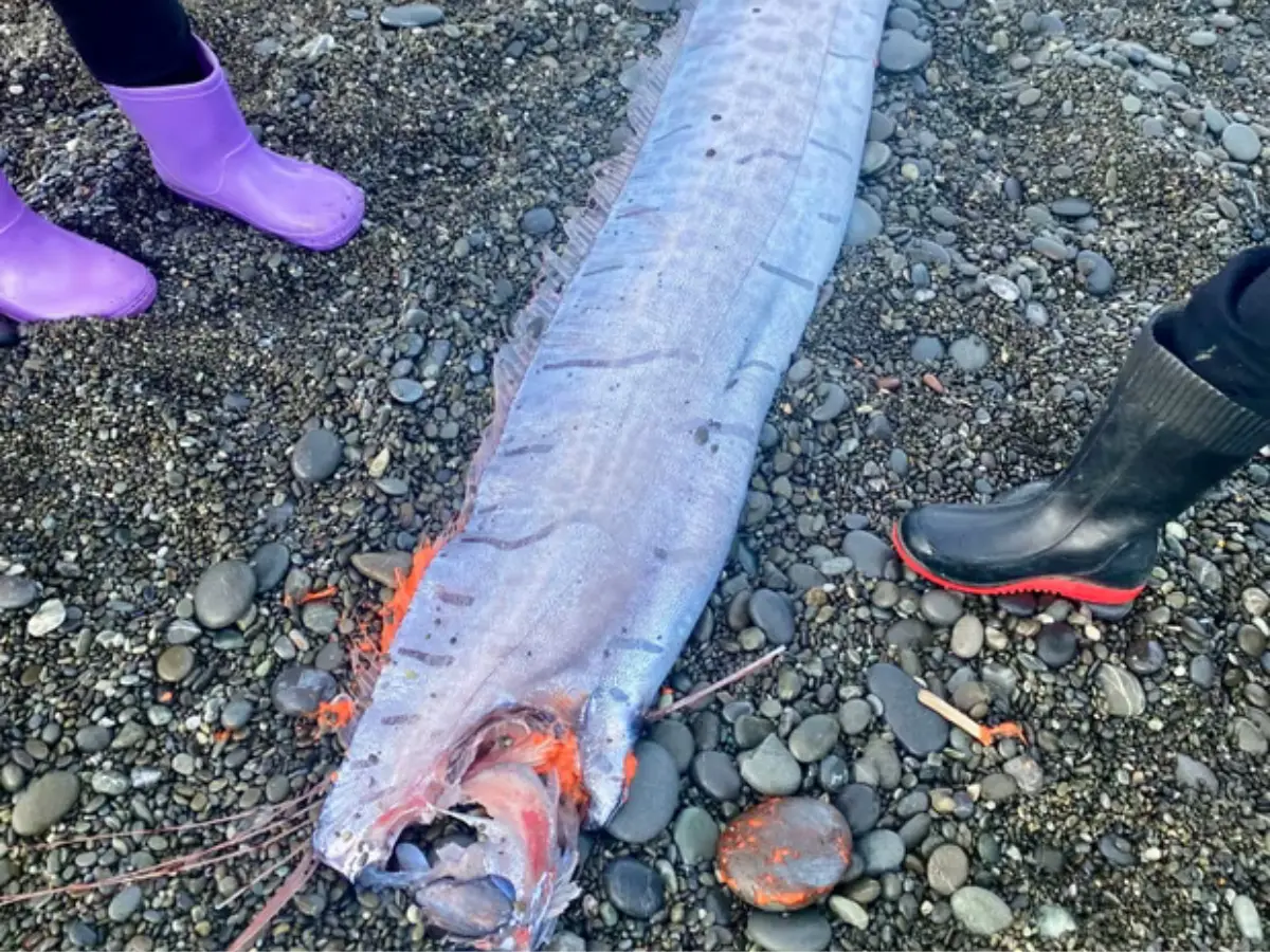 4. Doomsday fish in New Zealand - June 2025