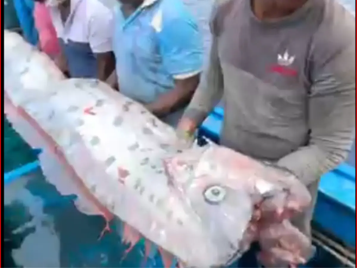 5. Doomsday fish in India - May 2025