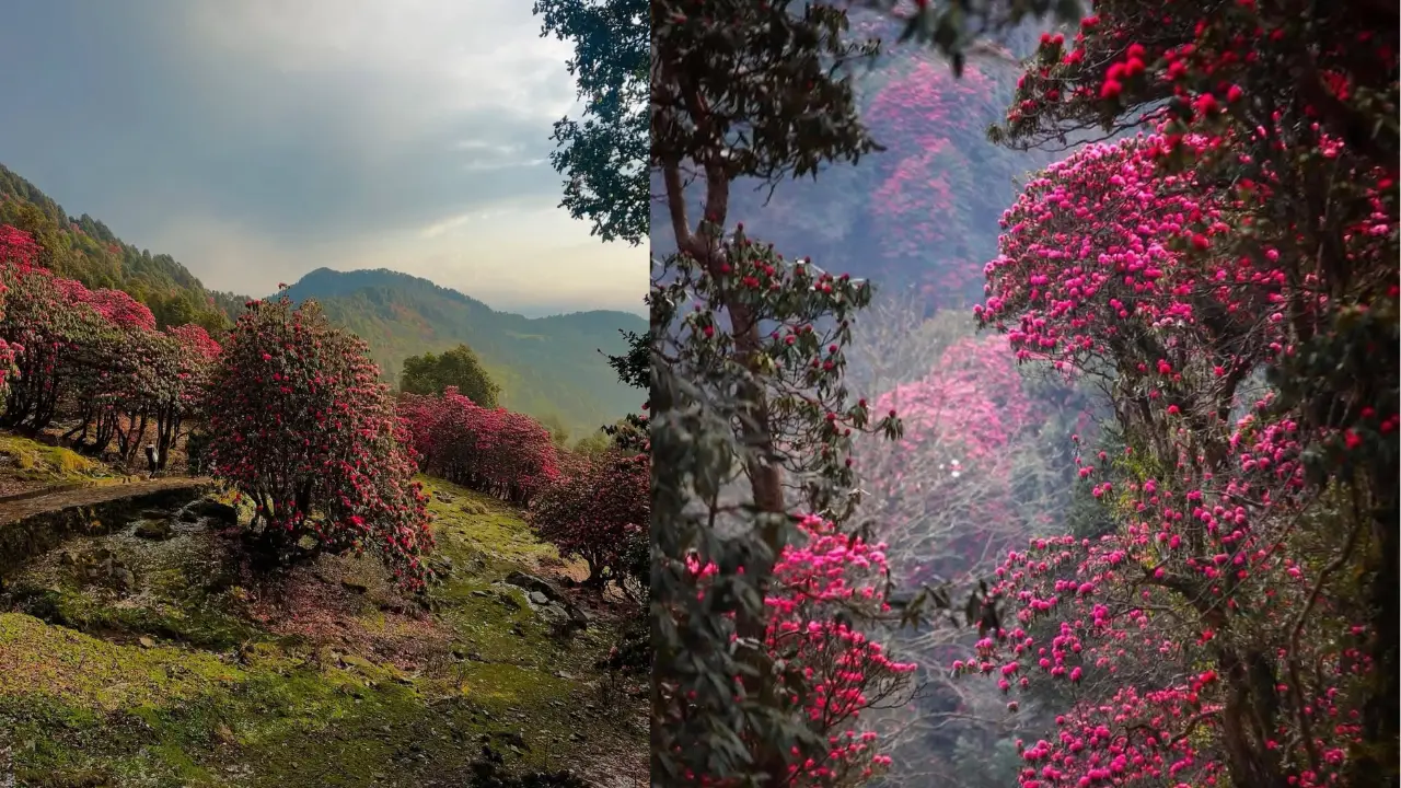 Chopta, Uttarakhand – Meadows and Mist