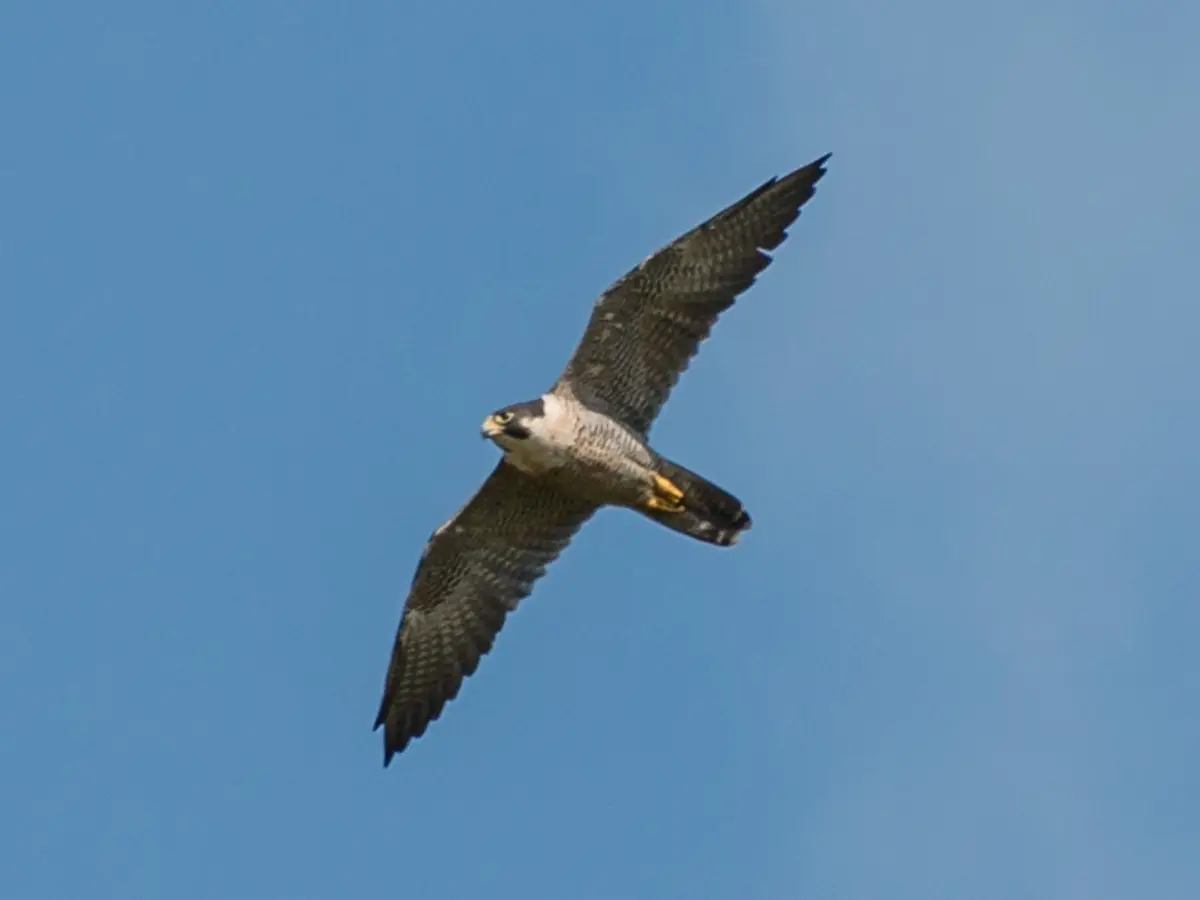 About Peregrine Falcon