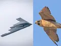 Meet Israeli bird that inspired B-2 stealth bomber, US used to hit Iran nuclear facilities – See photos inside