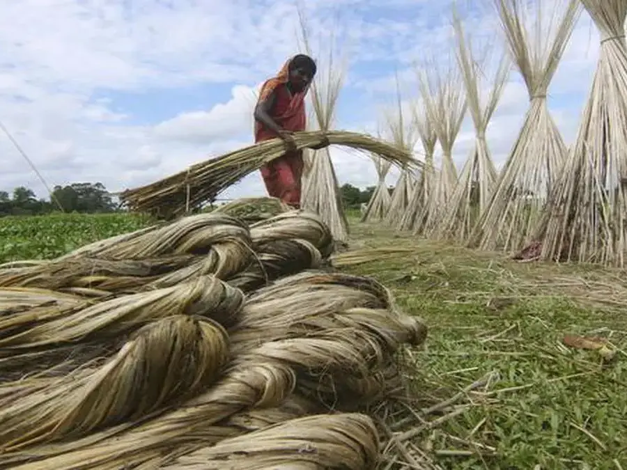 India restricts Bangladesh jute imports via land borders amid frayed ties