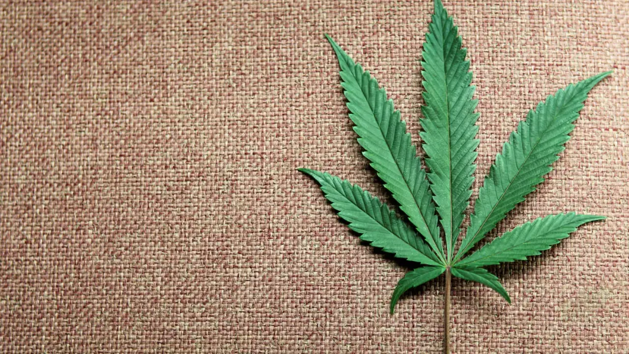 Why are more older adults turning to cannabis for health relief in the US?