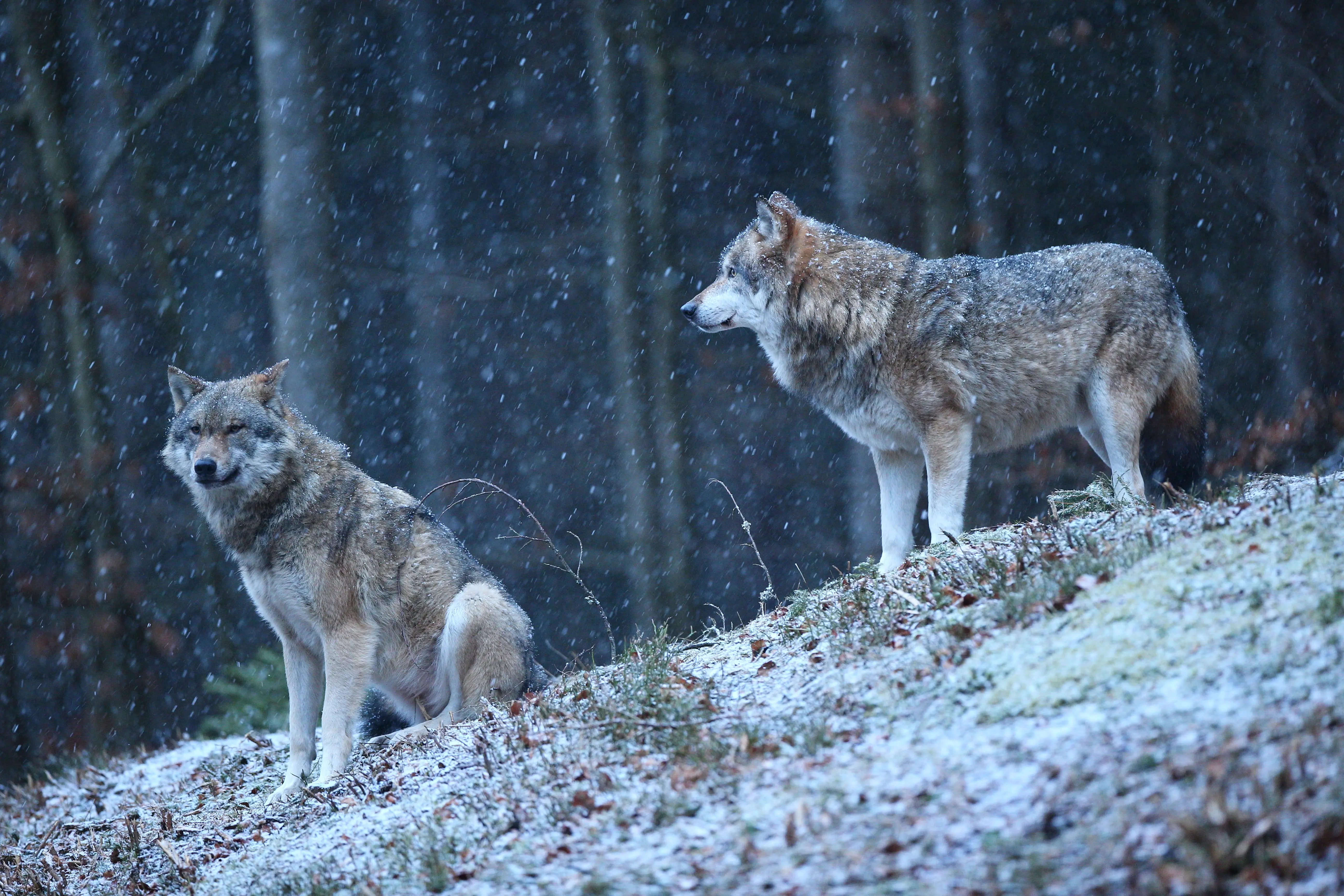Grey Wolves