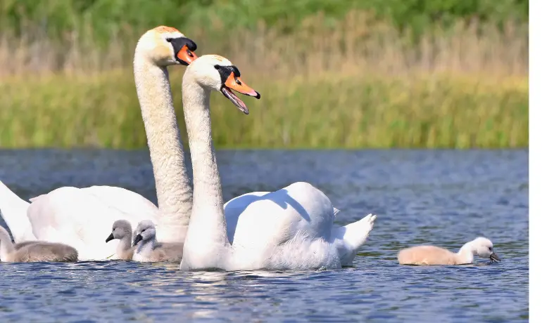 Swans