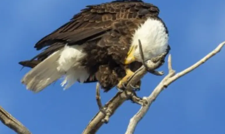 Bald Eagles