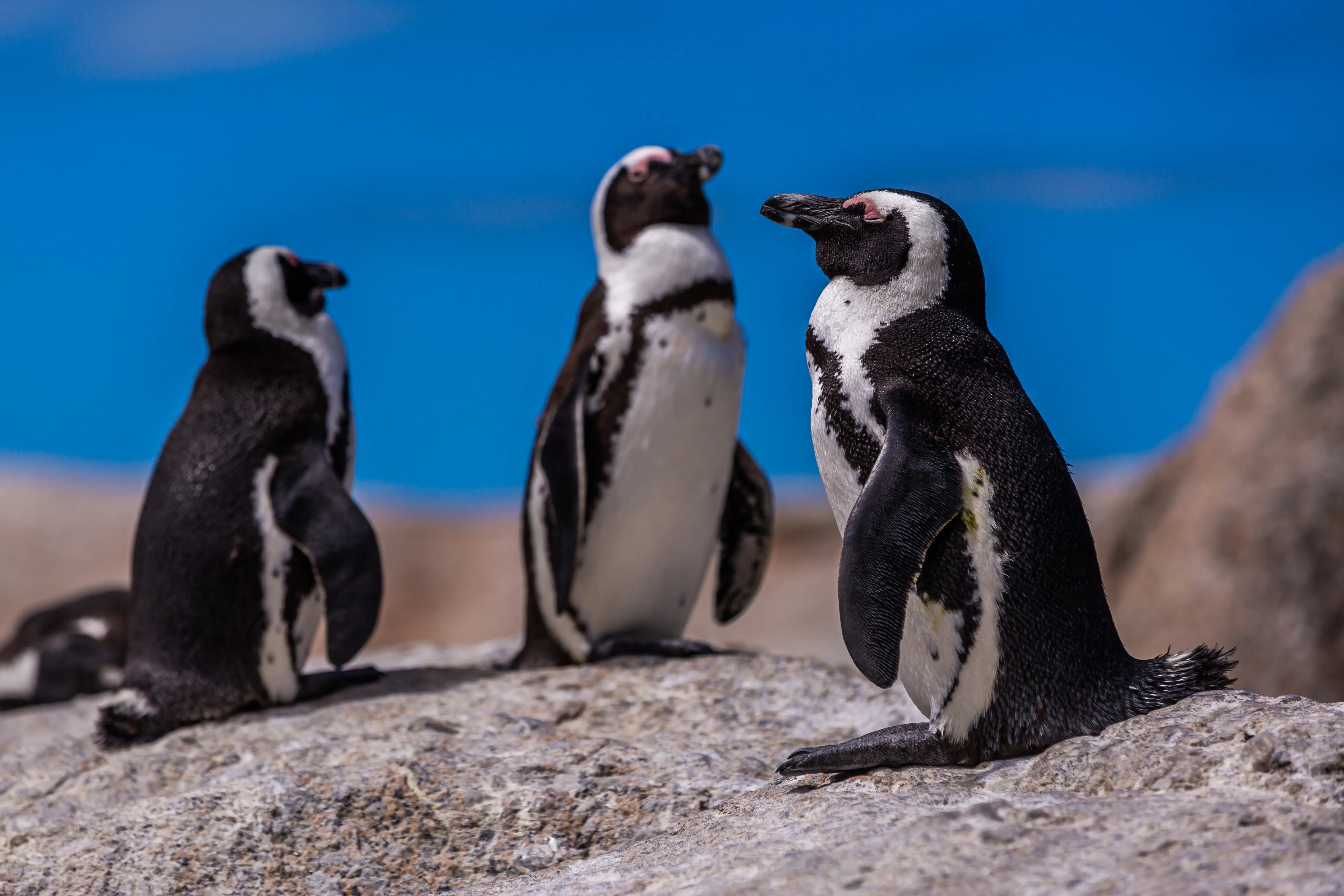 Penguin