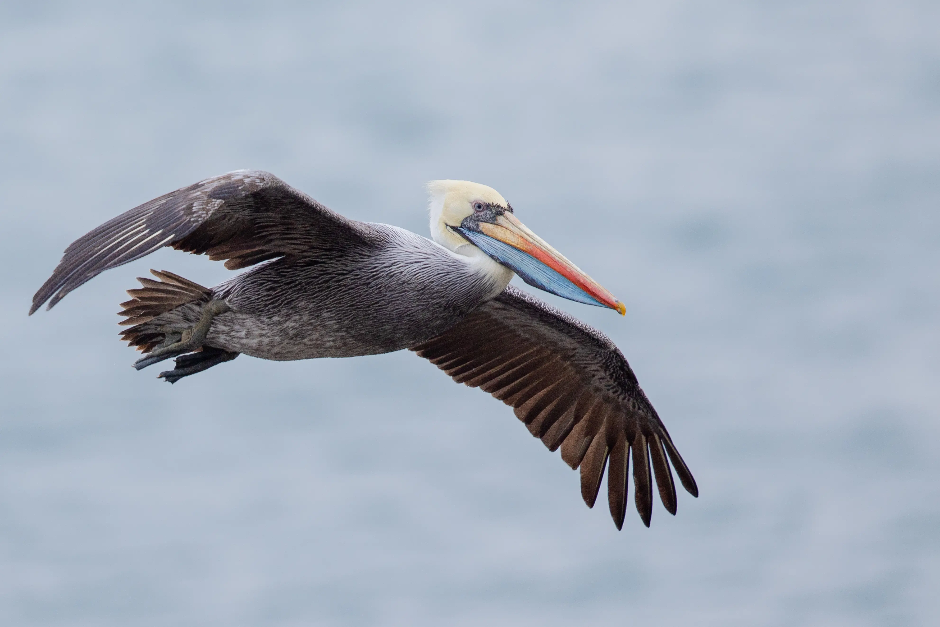 Albatrosses