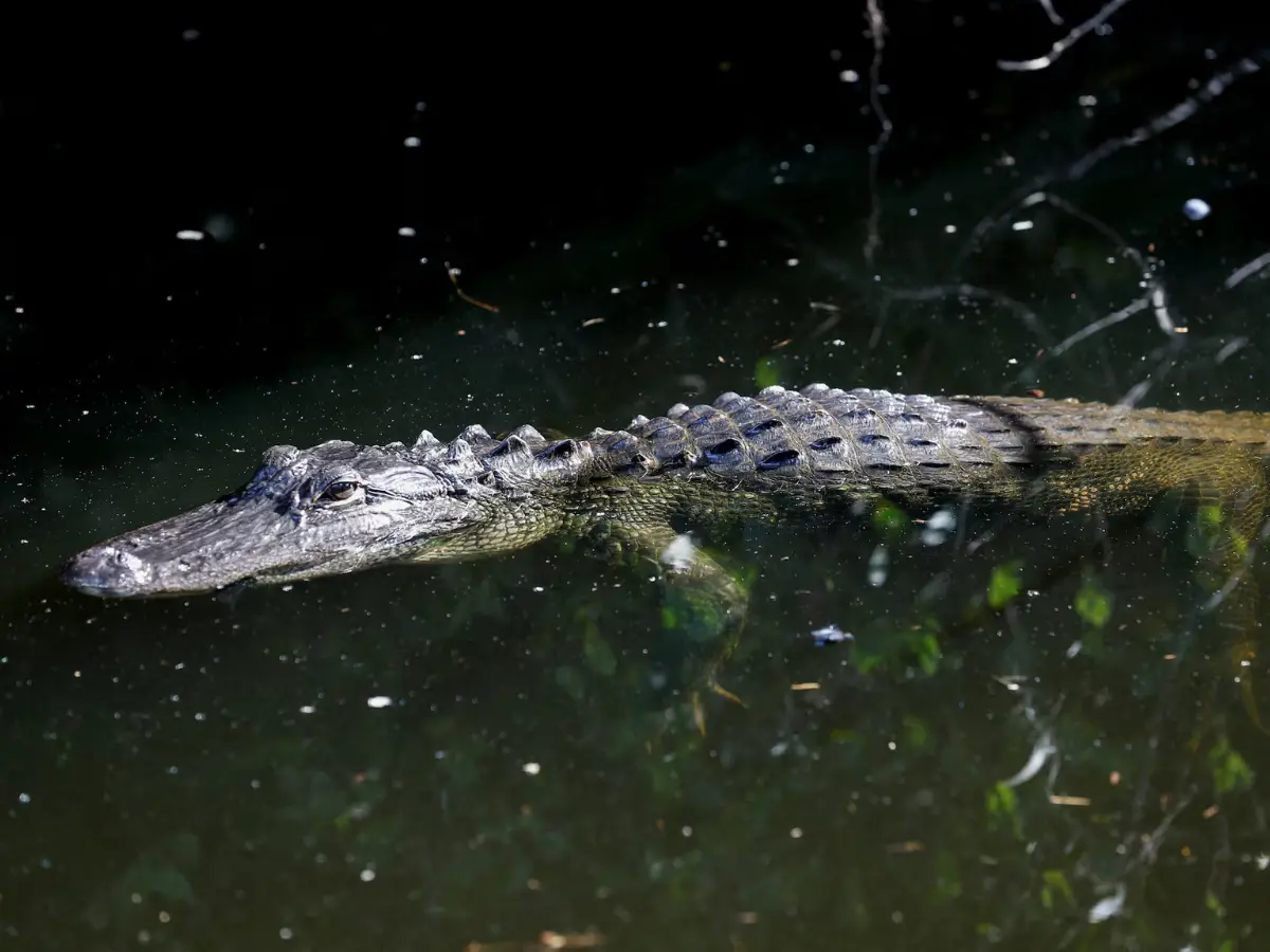 Alligator Alcatraz is house for real alligators