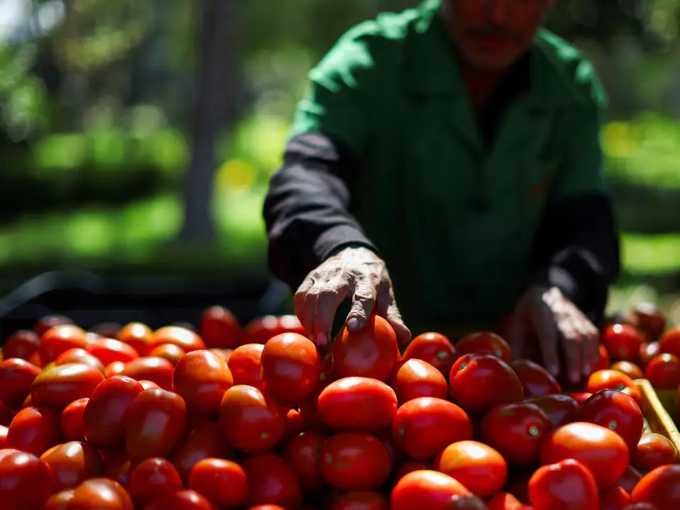 US imposes 17% tariff on Mexican tomatoes, ending 2019 trade deal US imposes 17% tariff on Mexican tomatoes, ending 2019 trade deal