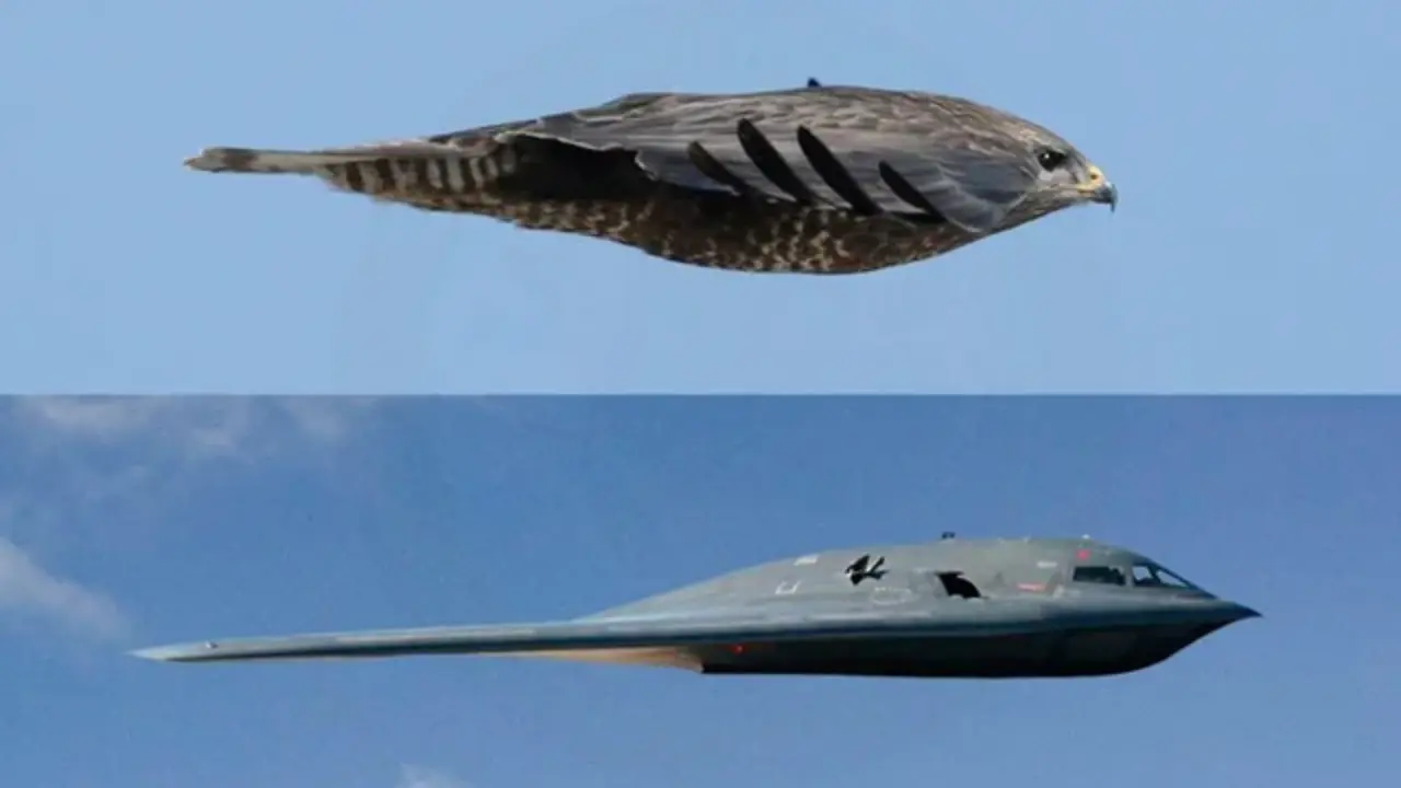 Nature's inspiration: How birds helped design the fighter jet