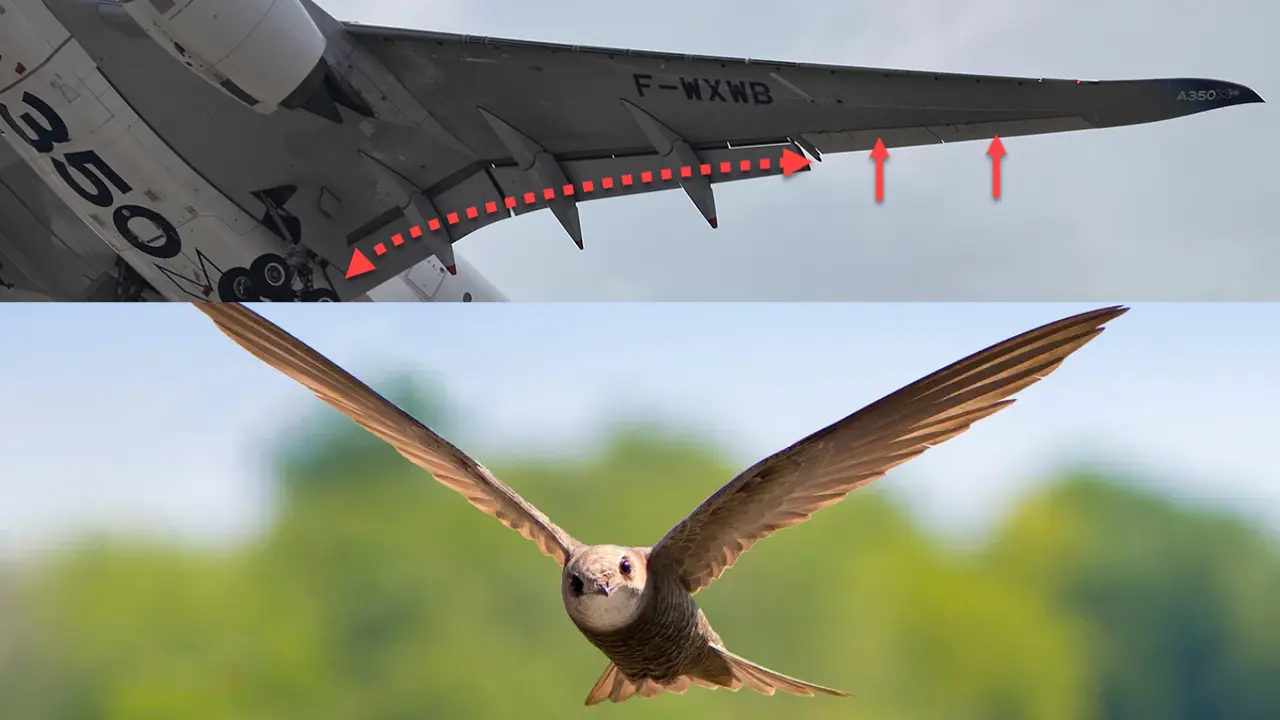 Wings That Change Shape