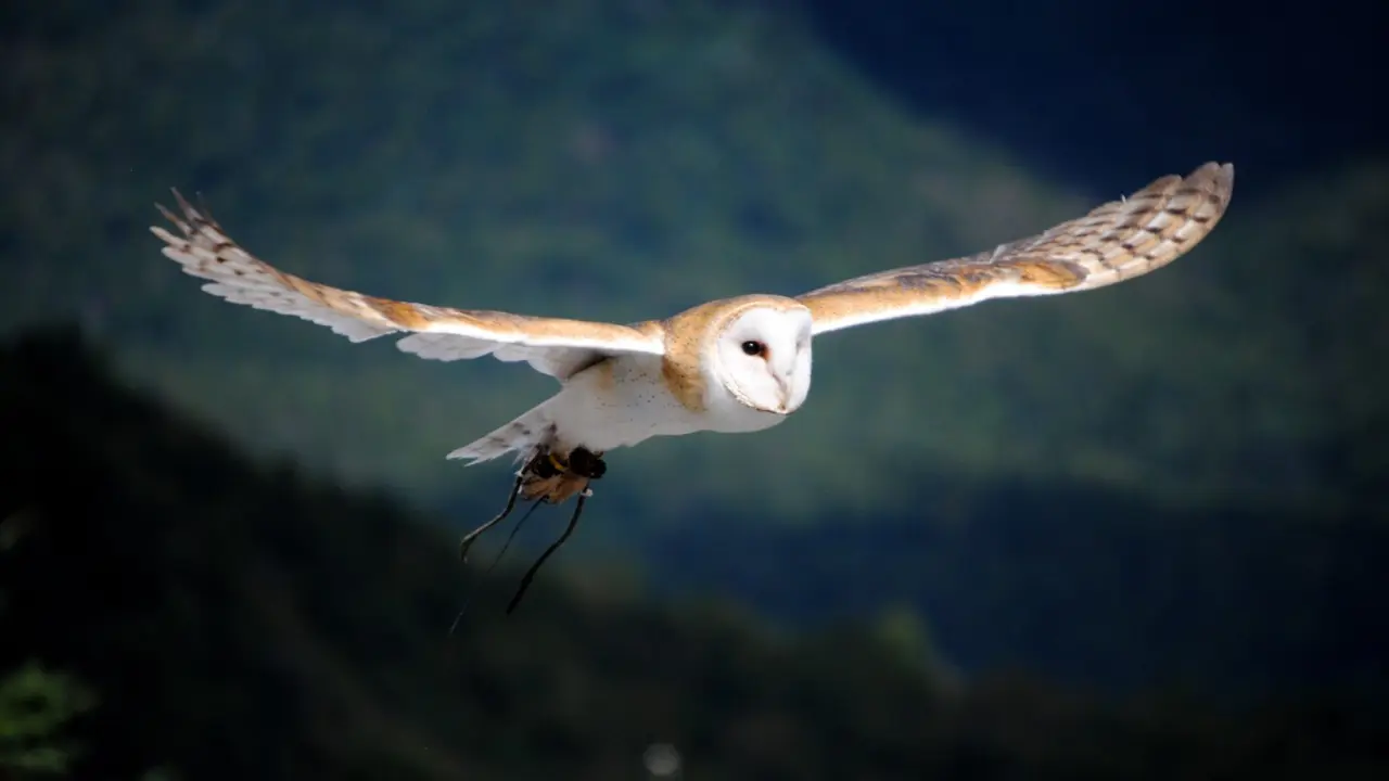 Learning Stealth from Owls