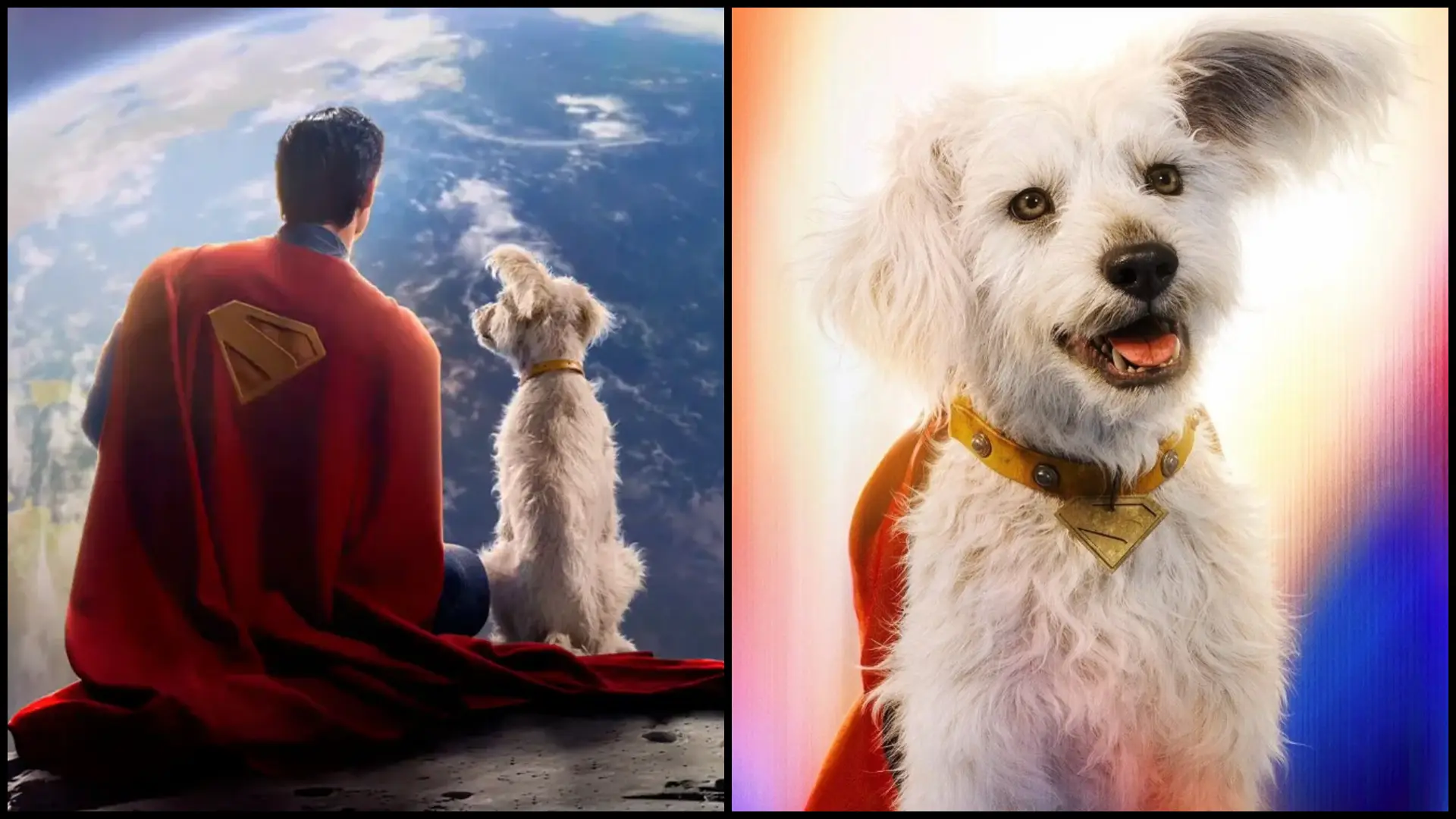 Superman’s Krypto sends interest in dog adoption rates soaring by 500%