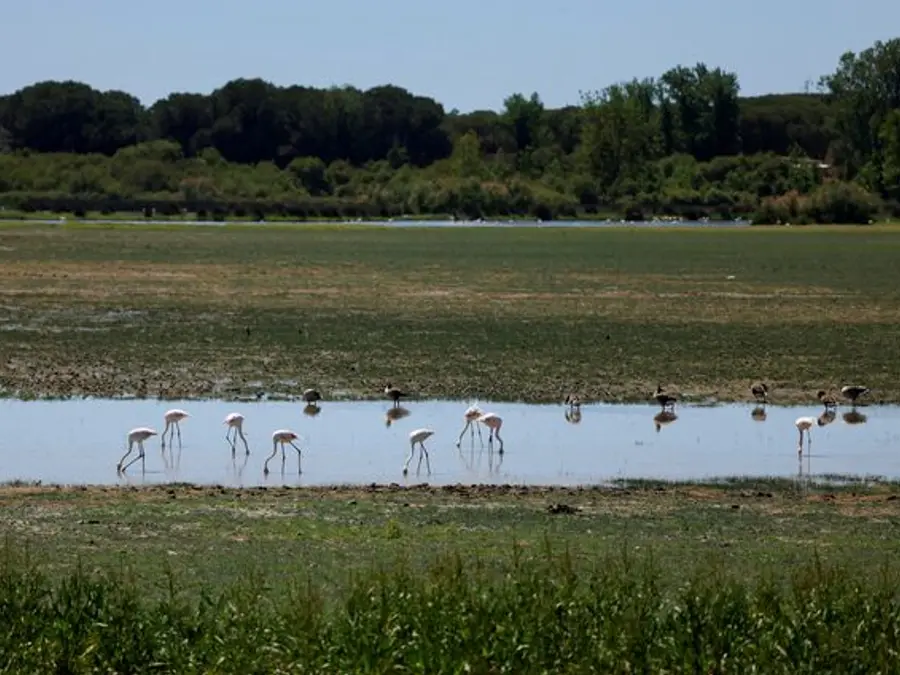 Global wetlands disappearing at alarming rate, threatening $39 trillion in economic losses