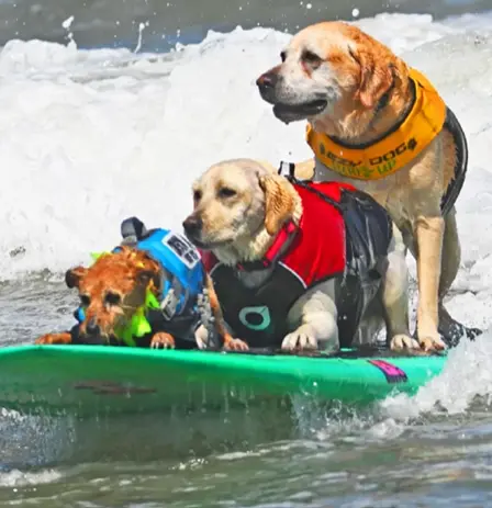 Bark to the beach! World Dog Surfing Championships return to California in August