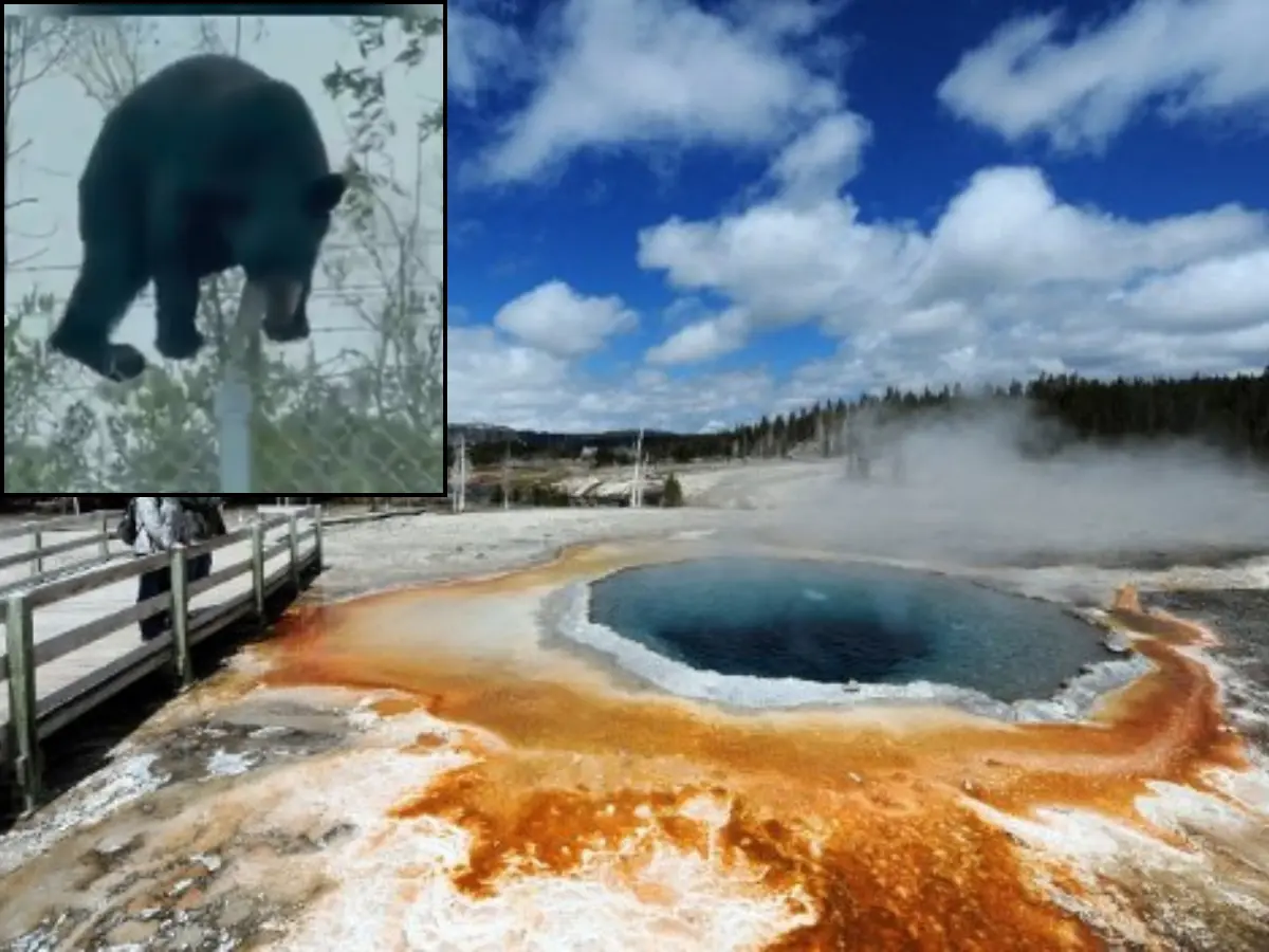 Wildlife exodus at Yellowstone National Park: Have animals sensed a disaster?