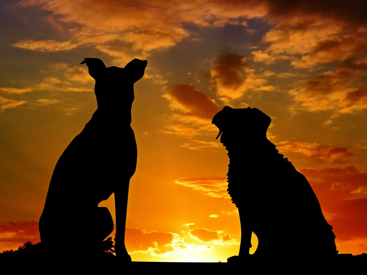 Goa to impose 3-month jail for owning this ferocious dog breed. Does your dog belong to that breed? Goa to impose 3-month jail for owning this ferocious dog breed. Does your dog belong to that breed?