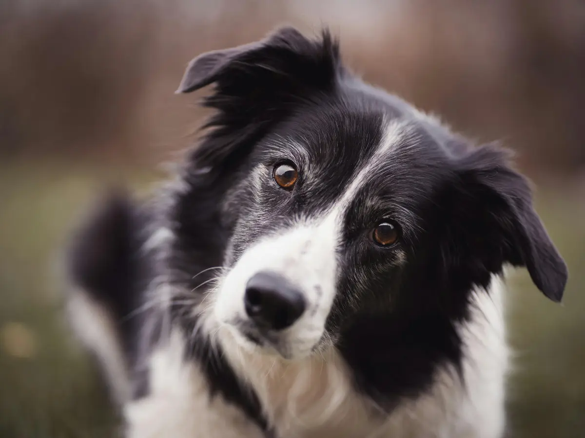 China horror: Pet clinic puts sick dog on road, runs it over with car