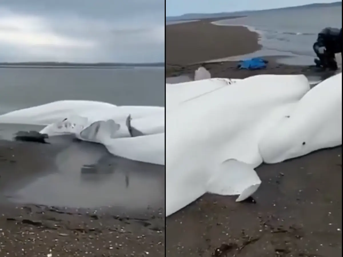 Russia earthquake: No, the tsunami has not left Beluga Whales stranded
