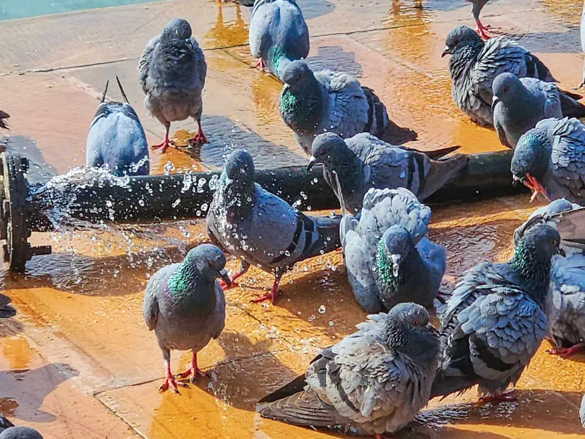 Feeding pigeons could land you in jail in India, what the Mumbai court said